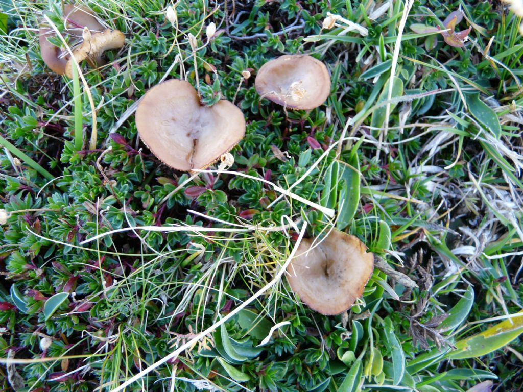 Funghi a 2.200 metri